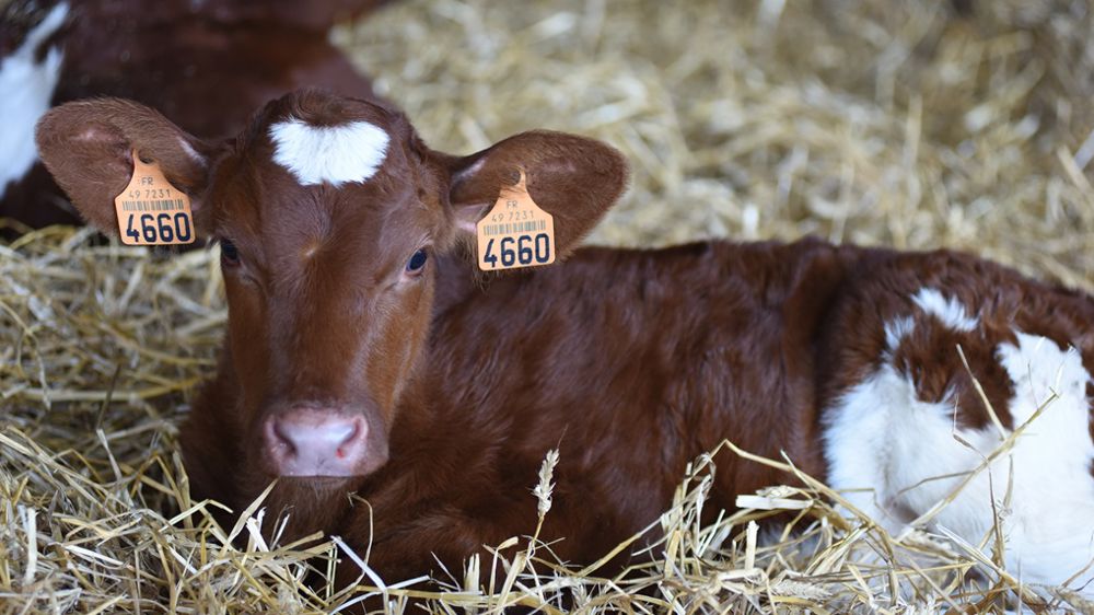 Un veau malade devient toujours un animal moins rentable