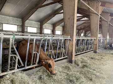 En hiver les vaches vivent dans un bâtiment complètement clos isolé et doté d’une charpente solide pour supporter la neige.