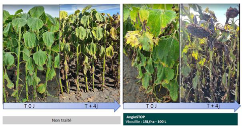 Evolution du tournesol en 4 jours après application d'AngioStop comparée sur le même délai à un témoin non traité Evolution du tournesol en 4 jours après application d'AngioStop comparée sur le même délai à un témoin non traité