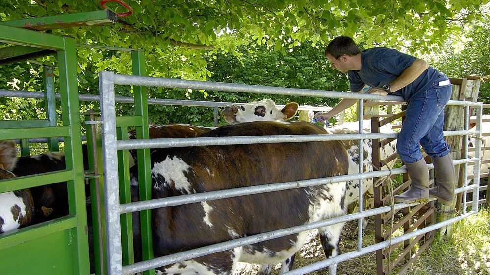 Vaccibation de vaches laitières Vaccibation de vaches laitières