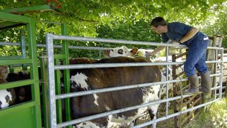 L’excipient du vaccin, qui a pour objectif de stimuler la réponse immunitaire, peut entraîner une réaction locale sur l’animal. Et, il n’est pas recommandé de combiner la vaccination FCO et MHE, L’excipient du vaccin, qui a pour objectif de stimuler la réponse immunitaire, peut entraîner une réaction locale sur l’animal. Et, il n’est pas recommandé de combiner la vaccination FCO et MHE,