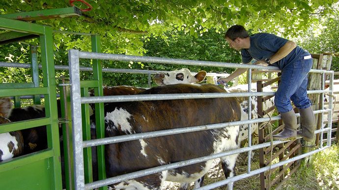 L’excipient du vaccin, qui a pour objectif de stimuler la réponse immunitaire, peut entraîner une réaction locale sur l’animal. Et, il n’est pas recommandé de combiner la vaccination FCO et MHE,