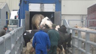 Les abattages de gros bovins de boucherie ont reculé en août 2024 par rapport à l'an dernier, sauf ceux de vaches laitières.