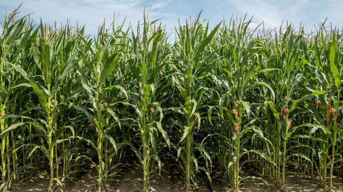 Les maïs HDi représentent 30 % des ventes de l’ensemble des variétés de maïs Limagrain et 40 % des ventes de maïs fourrage.