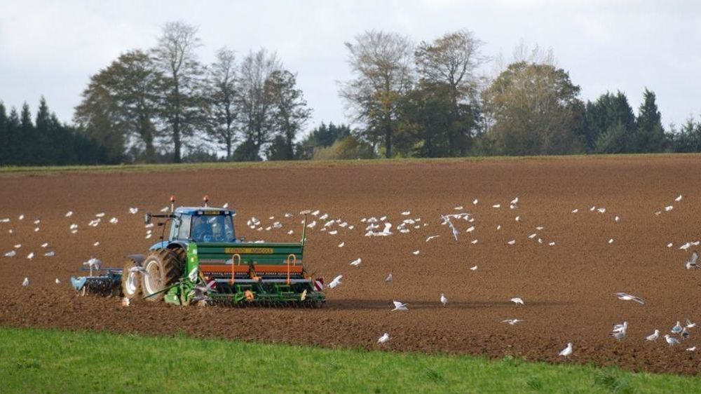Semis de blé tendre