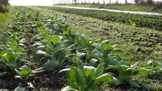 « En bio, il faut anticiper bien en amont : se mettre d’accord avec l’entreprise sur un cahier des charges et négocier un prix », conseille Bastien Boissonnier, chargé de filières au Cluster bio Aura. « En bio, il faut anticiper bien en amont : se mettre d’accord avec l’entreprise sur un cahier des charges et négocier un prix », conseille Bastien Boissonnier, chargé de filières au Cluster bio Aura.