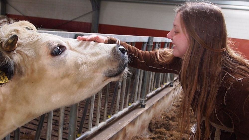 Jeune éleveuse avec vache Jeune éleveuse avec vache