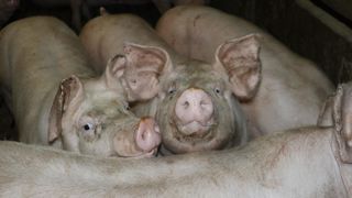 L’alimentation de précision permet de répondre aux besoins nutritionnels de chaque porc charcutier.