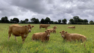 Le ministère de l’Agriculture dans son bilan hebdomadaire au 10 octobre 2024, recense 2 085 foyers de maladie hémorragique épizootique (MHE). Le ministère de l’Agriculture dans son bilan hebdomadaire au 10 octobre 2024, recense 2 085 foyers de maladie hémorragique épizootique (MHE).