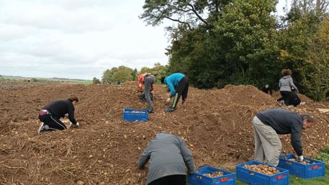 Lors d'un glanage solidaire de pommes de terre en septembre 2024 dans la Somme.
