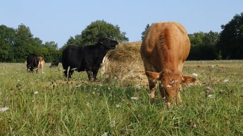 Botte de foin pour complémenter au pâturage