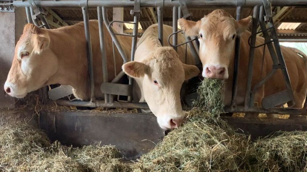 Blonde d'Aquitaine aux cornadis