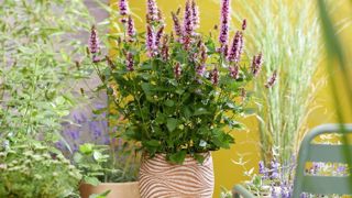 Agastache Beelicious Pink 'Agapk'. Agastache Beelicious Pink 'Agapk'.