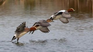 Le canard siffleur, appelé aussi vignon en Normandie ou oigne en Picardie, fait partie des premières espèces concernées par l'algorithme d'intelligence artificielle développé par la Fédération nationale des chasseurs. Le canard siffleur, appelé aussi vignon en Normandie ou oigne en Picardie, fait partie des premières espèces concernées par l'algorithme d'intelligence artificielle développé par la Fédération nationale des chasseurs.