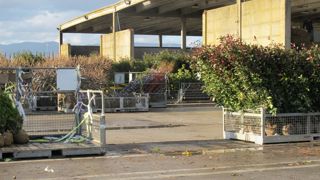 Dans son analyse de la balance du commerce extérieur pour 2023 de la France pour les produits de l’horticulture ornementale, FranceAgriMer révèle que l’Hexagone importe 9 fois plus qu’il n’exporte. Le déficit frôle encore le milliard d’euros.