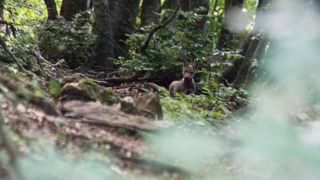Le but des hurlements provoqués est de susciter des hurlements de loups adultes et louveteaux, et de déterminer la répartition spatiale de meutes ainsi que les reproductions de l'année. Le but des hurlements provoqués est de susciter des hurlements de loups adultes et louveteaux, et de déterminer la répartition spatiale de meutes ainsi que les reproductions de l'année.