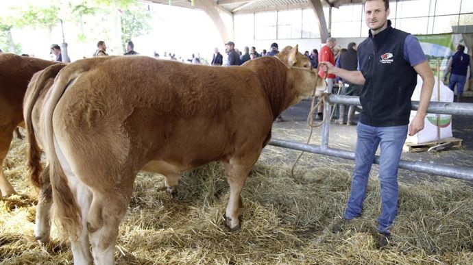 De nombreux acheteurs étaient présents au foirail de Lubersac pour la grande journée Limousine Altitude.