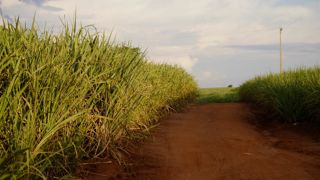 180 000 tonnes de sucre de canne notamment pourront entrer en Europe sans droits de douane, selon l'accord.