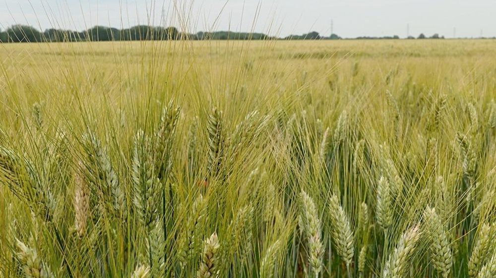 Champ de blé dur