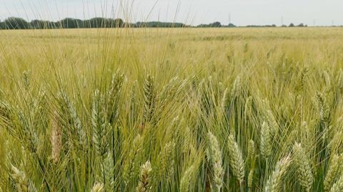D'après les données FranceAgriMer, si les pâtes produites en France le sont uniquement à partir de blé dur français, 63 % des pâtes commercialisées dans l'Hexagone sont importées, principalement d’Italie pour les pâtes premium et d’Espagne pour les marques de distributeurs. D'après les données FranceAgriMer, si les pâtes produites en France le sont uniquement à partir de blé dur français, 63 % des pâtes commercialisées dans l'Hexagone sont importées, principalement d’Italie pour les pâtes premium et d’Espagne pour les marques de distributeurs.