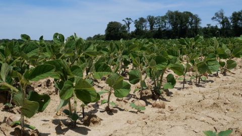 La conduite du soja ne nécessite pas un matériel différent de celui du maïs. La conduite du soja ne nécessite pas un matériel différent de celui du maïs.