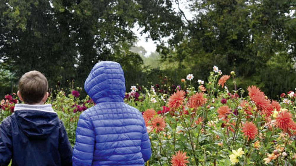 Les dahlias ont la cote auprès des publics de tous âges. Bicolores et fleurs étoilées suivent une tendance ascendante. Les dahlias ont la cote auprès des publics de tous âges. Bicolores et fleurs étoilées suivent une tendance ascendante.