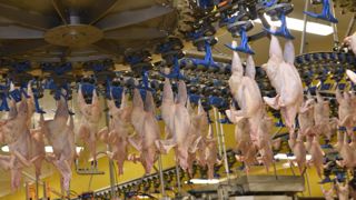 À court terme, les bâtiments avicoles de l’abattoir LDC de Blancafort devraient continuer à être approvisionnés. À court terme, les bâtiments avicoles de l’abattoir LDC de Blancafort devraient continuer à être approvisionnés.