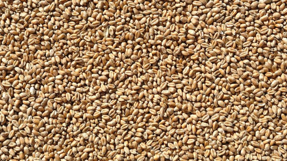 Grains de blé tendre