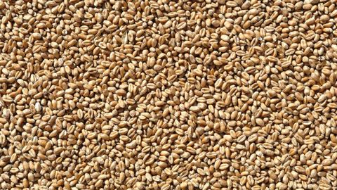 - 54 % : c'est la chute estimée de la collecte 2024 de blé tendre bio en France cette année.