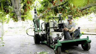 UV Boosting propose des solutions pour différents types de cultures, comme les fraises. C'est toutefois sur la vigne que Kubota va se concentrer dans un premier temps. UV Boosting propose des solutions pour différents types de cultures, comme les fraises. C'est toutefois sur la vigne que Kubota va se concentrer dans un premier temps.