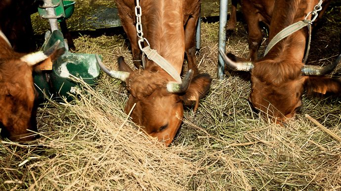Vaches de race tarine entravées dans une étable de Valloire (Savoie).