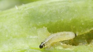 Attention à ne pas confondre les larves d'altises avec, notamment, celles des mouches mineuses, qui, elles, n'ont pas de pattes. Attention à ne pas confondre les larves d'altises avec, notamment, celles des mouches mineuses, qui, elles, n'ont pas de pattes.