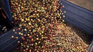 Voilà quelques semaines que la récolte des pommes à cidre a commencé dans les vergers français. Voilà quelques semaines que la récolte des pommes à cidre a commencé dans les vergers français.