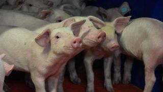 Si les abattages français de porcs sont quasi stables en têtes entre septembre 2023 et septembre 2024, ils se replient de 4,2 % comparativement aux abattages moyens de la période de 2019 à 2023.