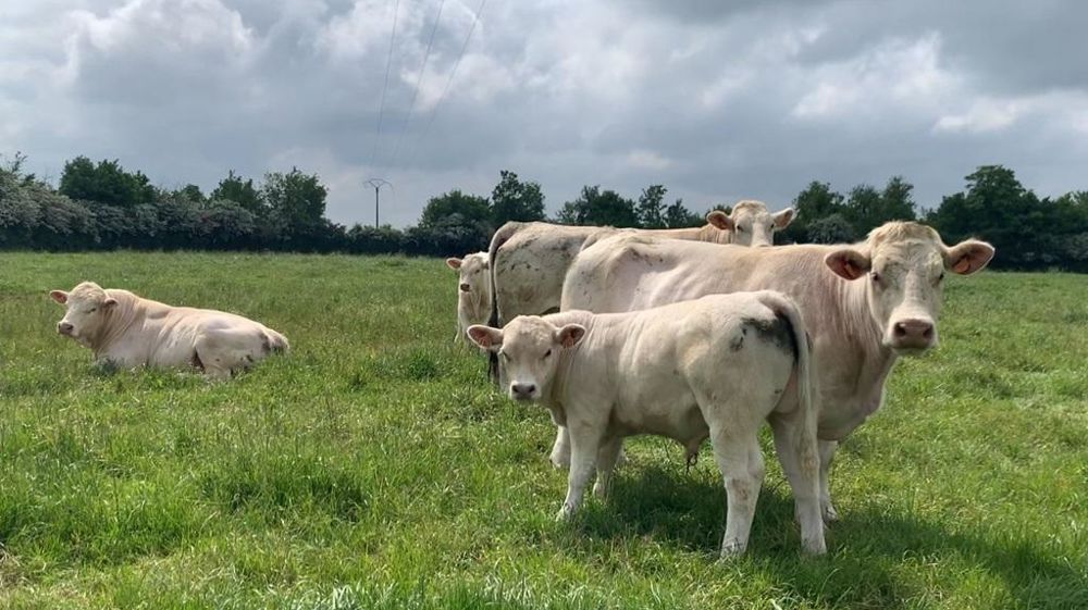 Vaches charolaises et veaux en pâture