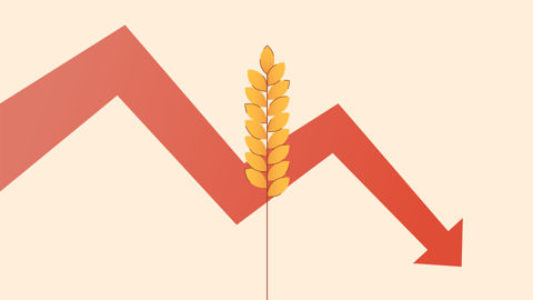 Les marchés des grains sont globalement orientés à la baisse ce mercredi 13 novembre. Les marchés des grains sont globalement orientés à la baisse ce mercredi 13 novembre.