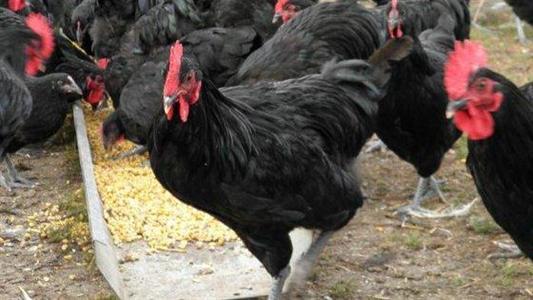 Poule noire du Berry