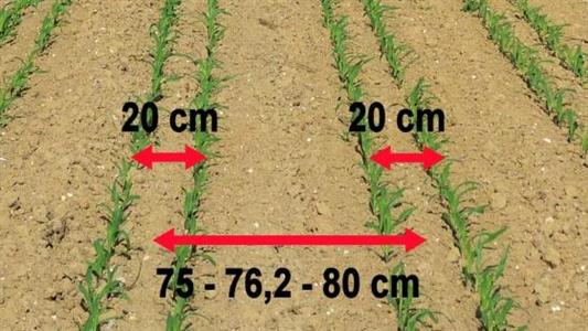 Twin Row Monosem