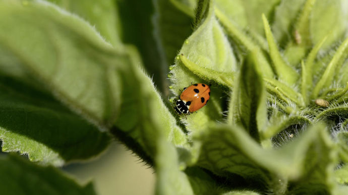 Le Parsada ainsi que le Grand défi biocontrôle et biostimulation pour l'agroécologie devraient insuffler un nouvel élan au biocontrôle et lui permettre d'aller conquérir les grandes cultures.