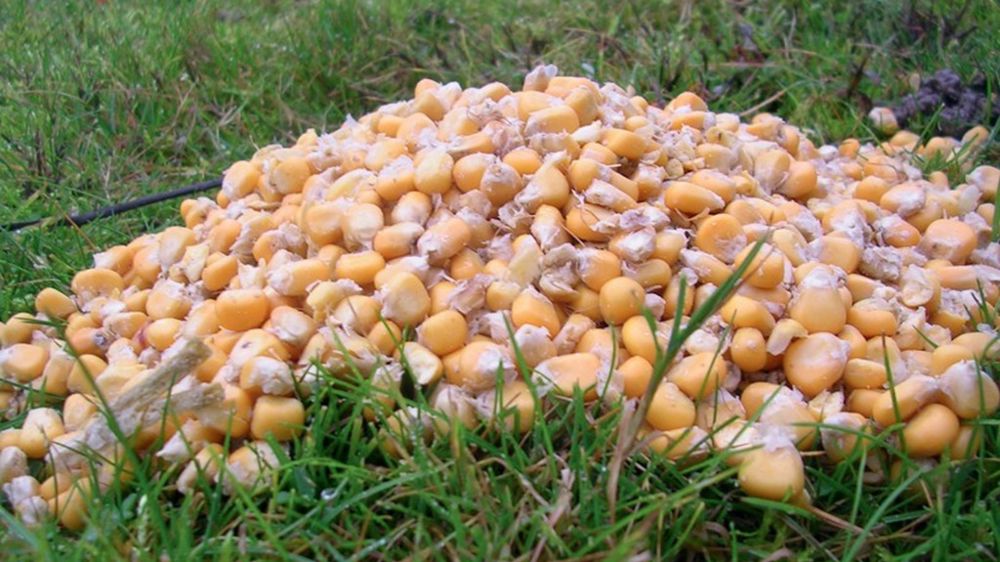 Avec le retour du froid, le maïs grain risque de sécher très lentement sur pied. Pour l'alimentation animale, l'ensilage de maïs grain humide peut être une alternative afin d'avancer la date de récolte. Autre avantage : l'absence de frais de séchage. 