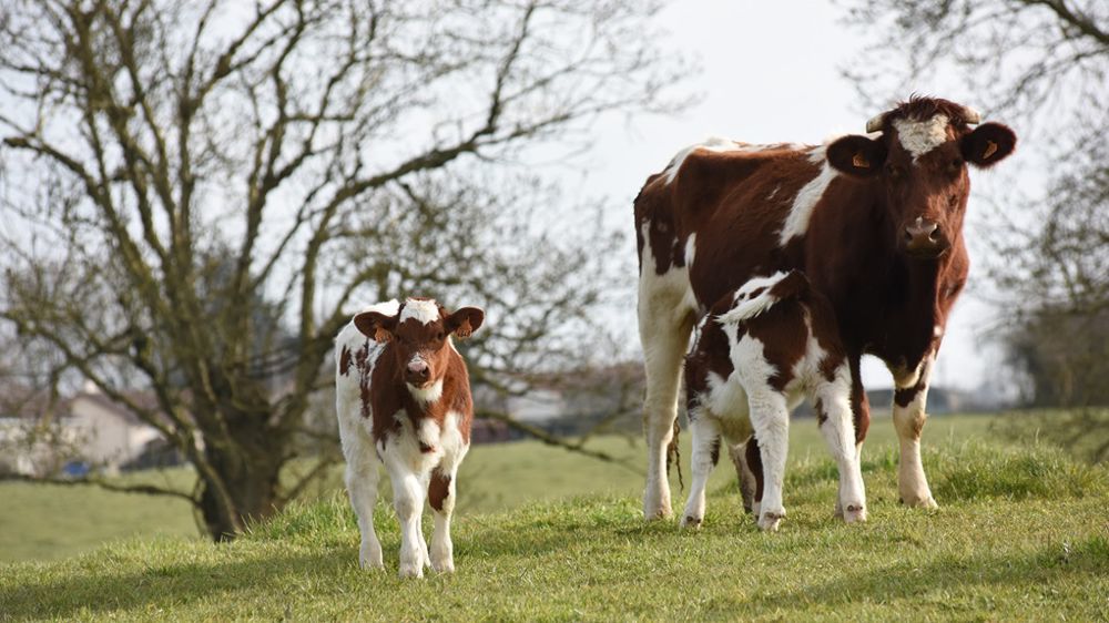Vacciner les vaches protège leurs veaux des entérites néonatales