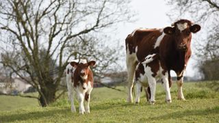 Vacciner les vaches protège leurs veaux des entérites néonatales Vacciner les vaches protège leurs veaux des entérites néonatales