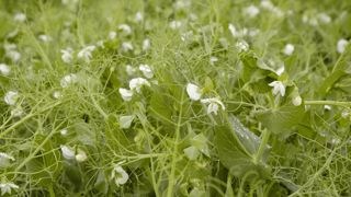 Des travaux sont actuellement menés pour améliorer les performances du pois dans le cadre du projet Cap Protéines +.