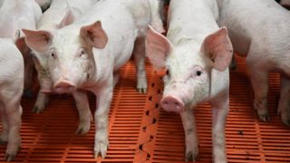 L'introduction et la forte persistance des virus influenza porcins en élevage est conditionnée par le statut immunologique des animaux, la conduite d’élevage et la structuration des bâtiments.