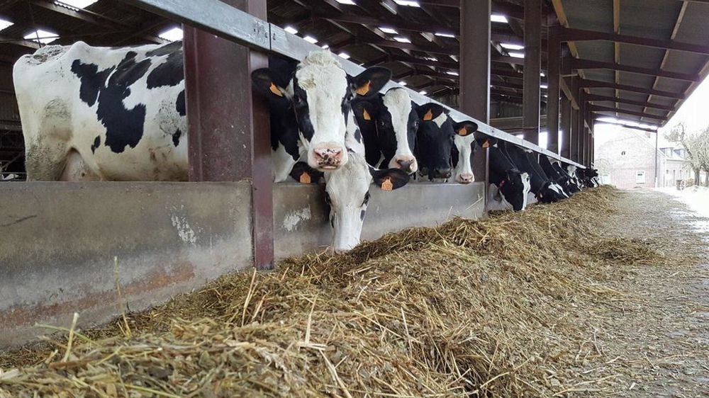 Alimentation des vaches laitières Alimentation des vaches laitières