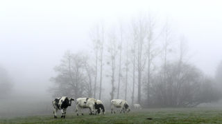 Les parcelles les plus portantes sont à privilégier pour le passage des animaux. Les parcelles les plus portantes sont à privilégier pour le passage des animaux.