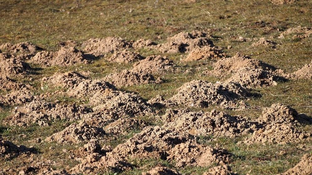 Dégâts de rats taupiers ou campagnols terrestres. Dégâts de rats taupiers ou campagnols terrestres.