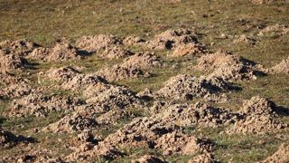 Les rats taupiers se nourrissent des racines des plantes et ensevelissent la végétation en faisant remonter de la terre à la surface. Les rats taupiers se nourrissent des racines des plantes et ensevelissent la végétation en faisant remonter de la terre à la surface.