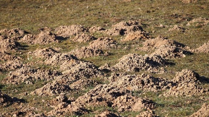 Les rats taupiers se nourrissent des racines des plantes et ensevelissent la végétation en faisant remonter de la terre à la surface.