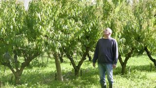 Pour ses pêchers, Sylvain Ionescu a opté pour une forme fruitière en simple Y, à deux charpentières au lieu de quatre traditionnellement. Pour ses pêchers, Sylvain Ionescu a opté pour une forme fruitière en simple Y, à deux charpentières au lieu de quatre traditionnellement.